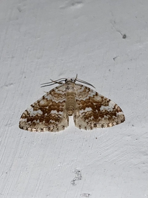 sárgasávos fehéraraszoló - Perizoma flavofasciata