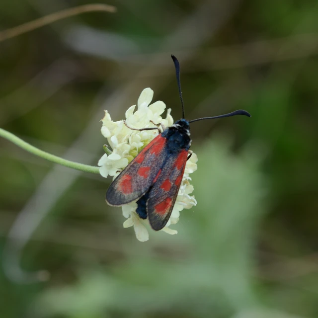 Zygaena loti - közönséges csüngőlepke