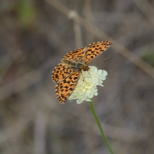 Boloria dia - kis gyöngyházlepke