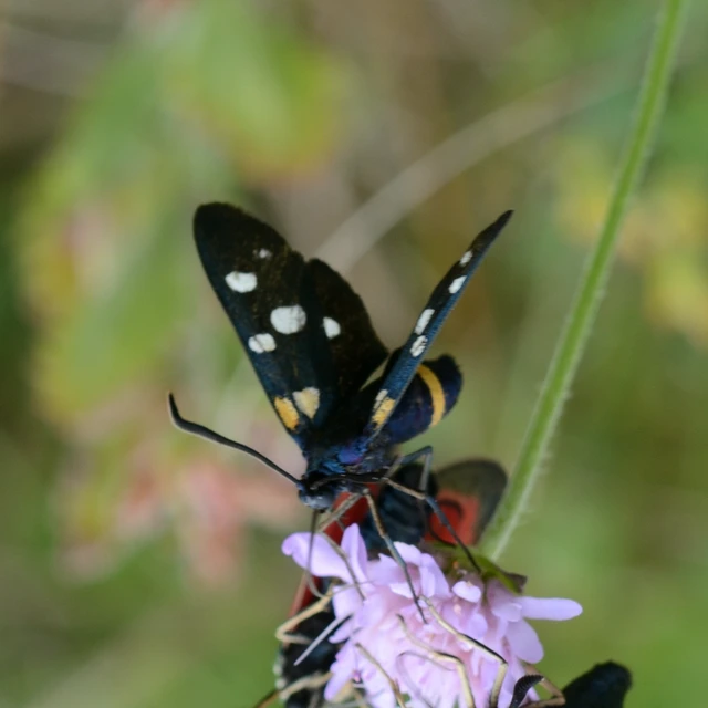 Zygaena ephialtes - változékony csüngőlepke