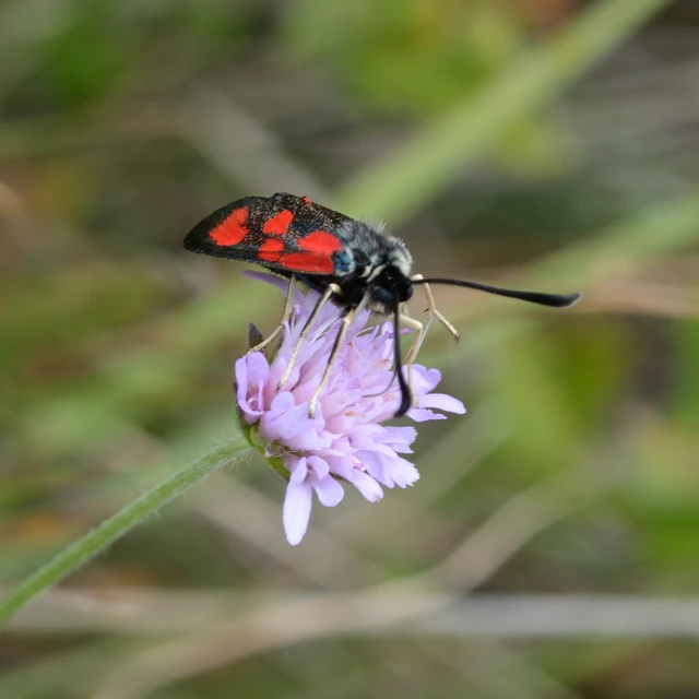 Zygaena loti - közönséges csüngőlepke