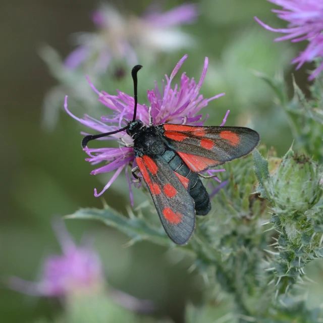 Zygaena loti - közönséges csüngőlepke
