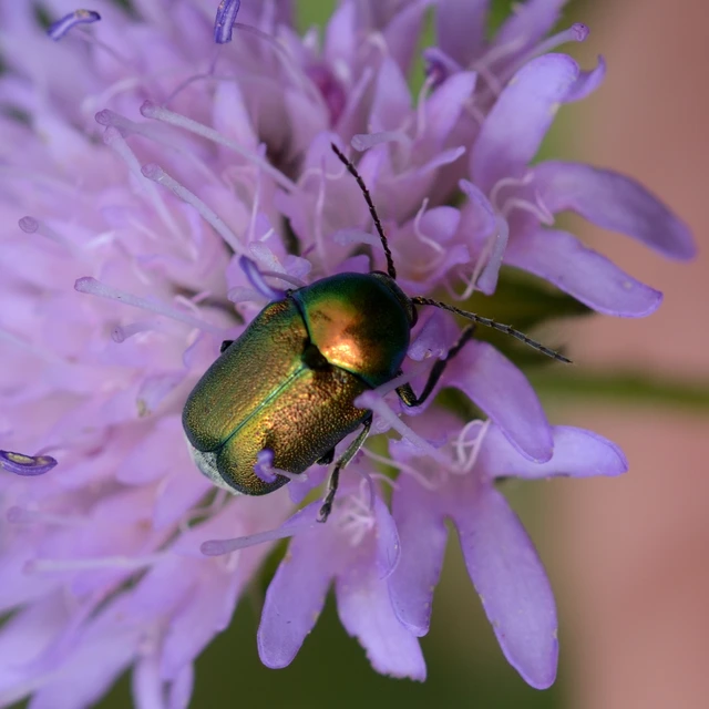 Cryptocephalus