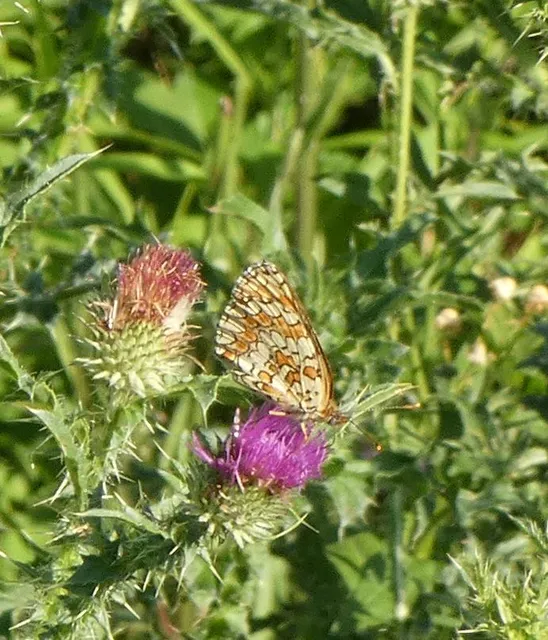 Melitaea phoebe - nagy tarkalepke