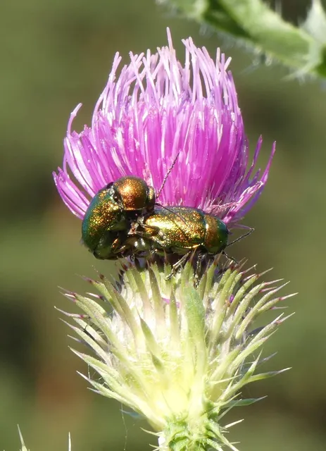 Cryptocephalus