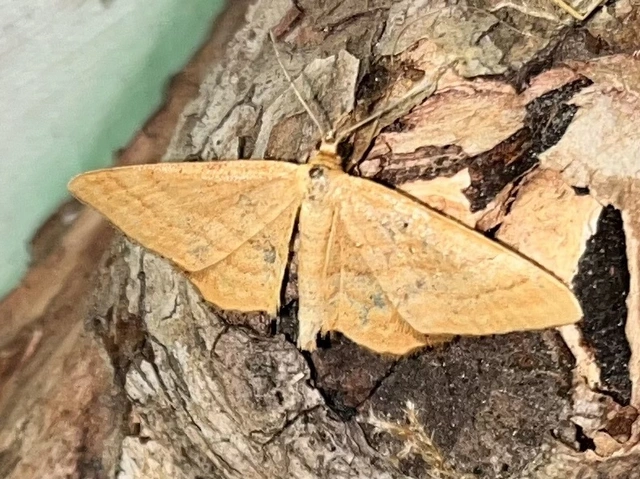 Idaea ochrata - okkerszínű sávosaraszoló