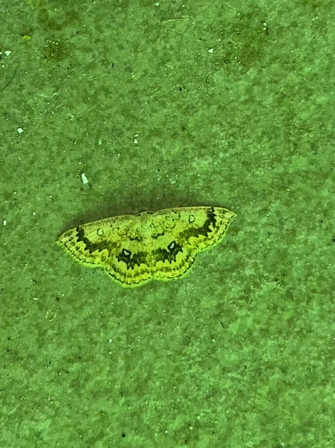 Cyclophora annularia - gyűrűs pettyesaraszoló