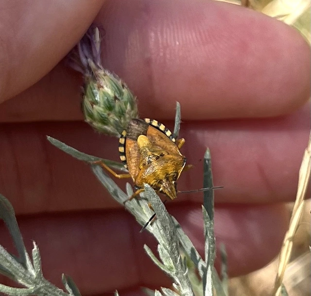 Carpocoris Carpocoris