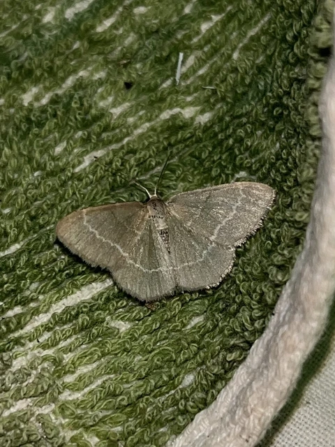 Chlorissa viridata/cloraria
