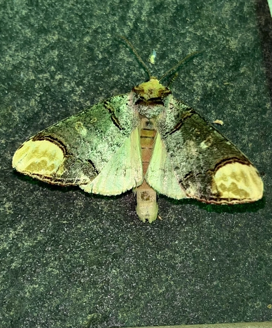 Phalera bucephala - sárgafoltos púposszövő