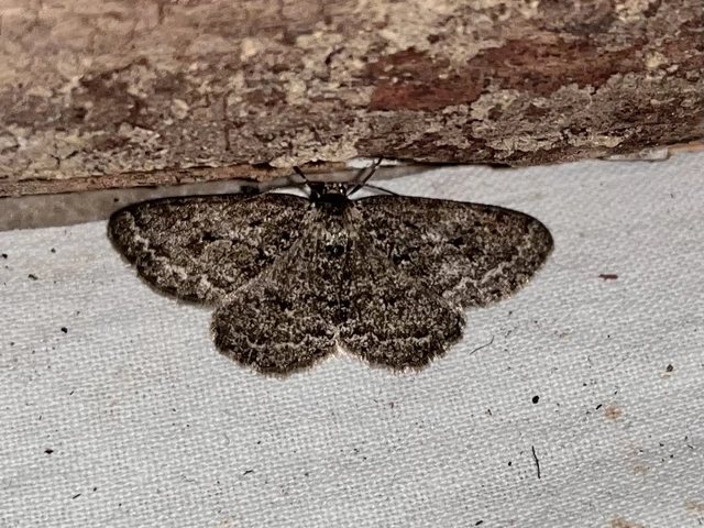 Ectropis crepuscularia - avararaszoló