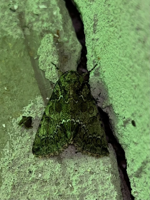 Polyphaenis sericata - selyemfényű erdeibagoly