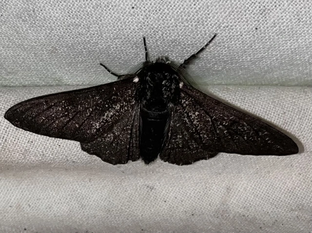 Biston betularia - szürkepettyes araszoló