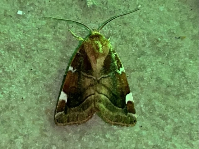 Cosmia diffinis - szilfa-lombbagoly