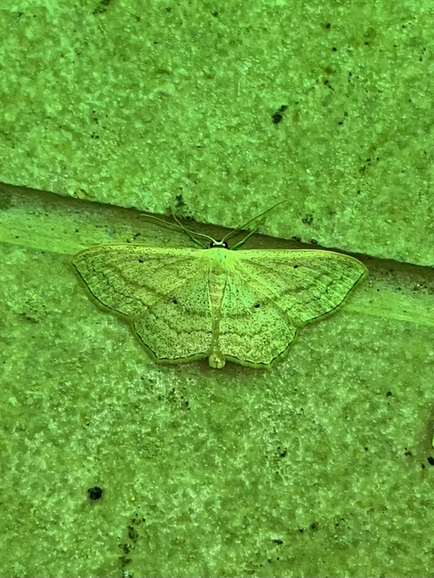 Scopula nigropunctata - feketepettyes araszoló