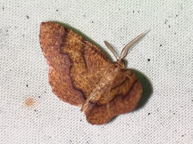 Plagodis pulveraria - szemcsés araszoló