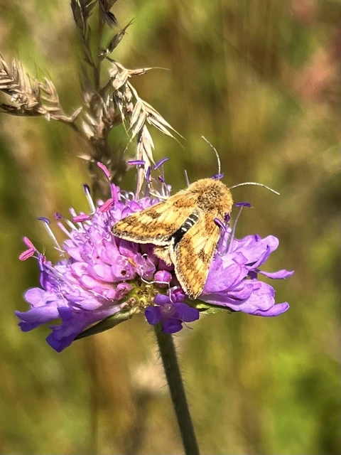 Schinia cardui - keserűgyökér-nappalibagoly