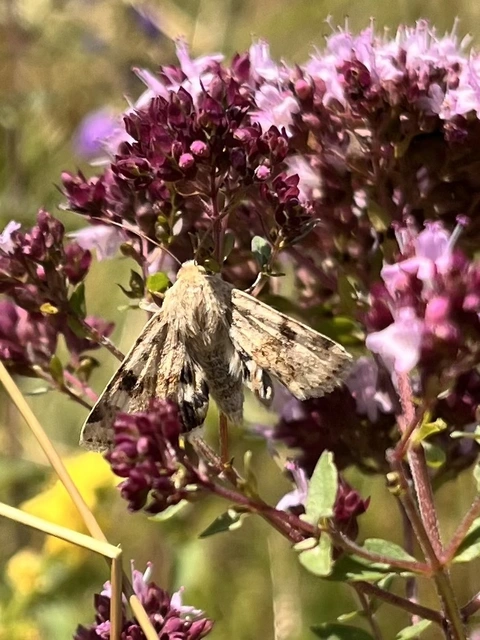 Heliothis viriplaca - mácsonyabagoly