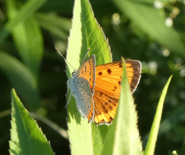 Lycaena dispar rutilus - nagy tűzlepke