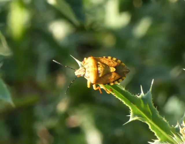 Carpocoris Carpocoris