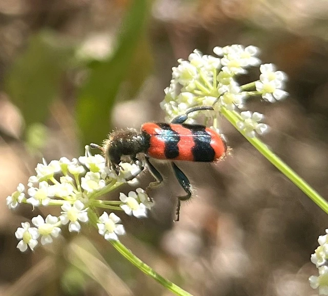 Trichodes apiarius - szalagos méhészbogár