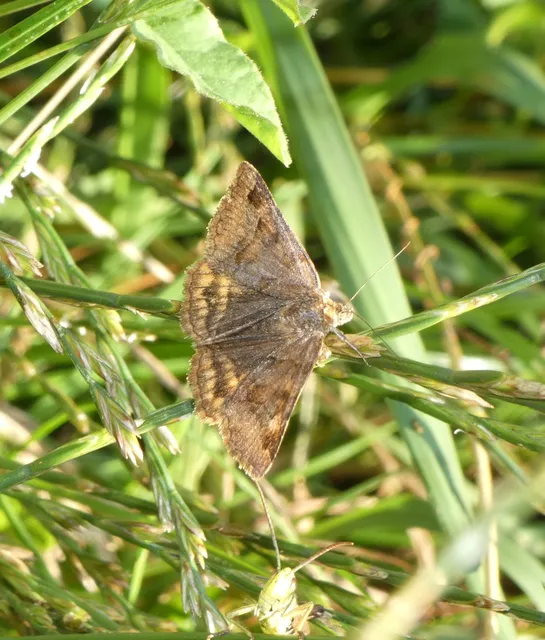 Euclidia glyphica - közönséges nappalibagoly
