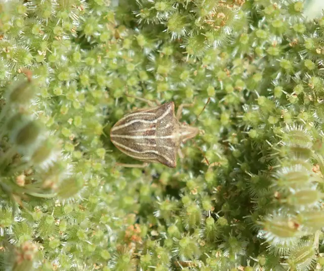 Ancyrosoma leucogrammes - vállas poloska Ancyrosoma leucogrammes - vállas poloska