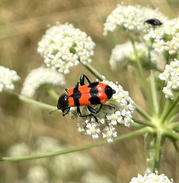 Trichodes apiarius - szalagos méhészbogár