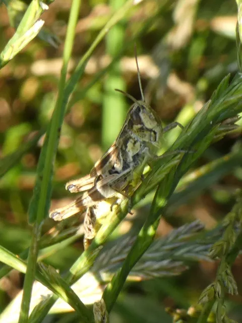 Pseudochorthippus parallelus - közönséges rétisáska