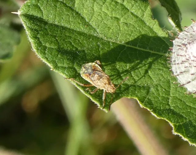 Rhopalidae - üvegpoloskák