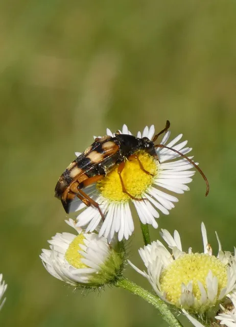Strangalia attenuata - nyurgacincér