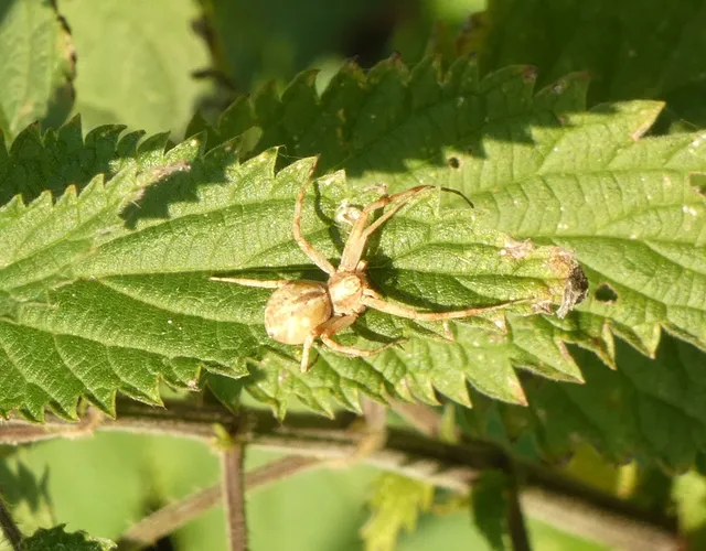 Philodromus