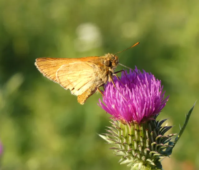 Ochlodes sylvanus - erdei busalepke