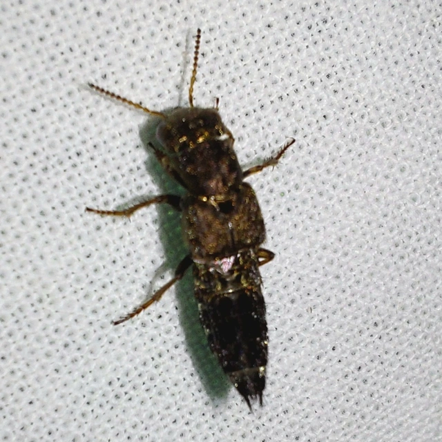 Ontholestes haroldi - sárgatérdű holyva