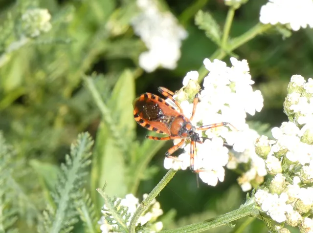 Rhynocoris iracundus - közönséges gyilkospoloska