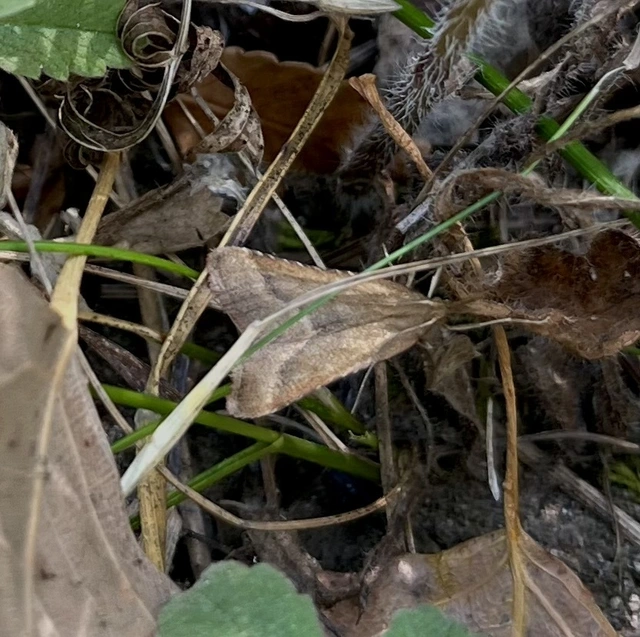 Synaphe punctalis - hosszúlábú fényilonca