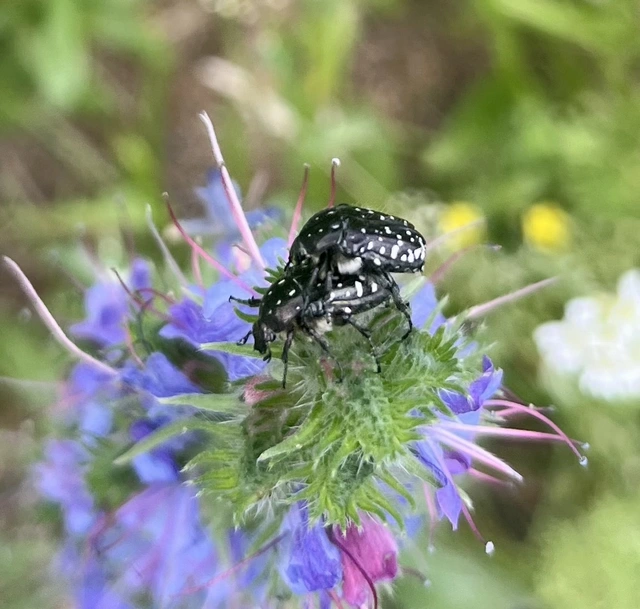 Oxythyrea funesta - sokpettyes virágbogár