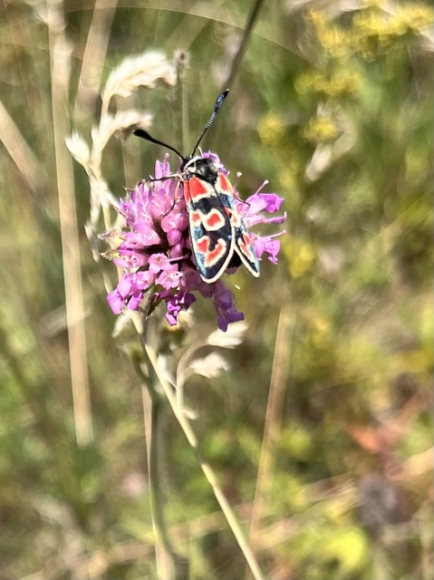 Zygaena carniolica - fehérgyűrűs csüngőlepke