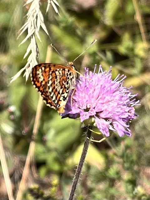 Melitaea didyma - tüzes tarkalepke