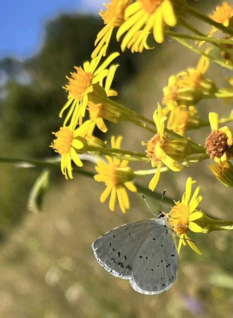 Celastrina argiolus - bengeboglárka