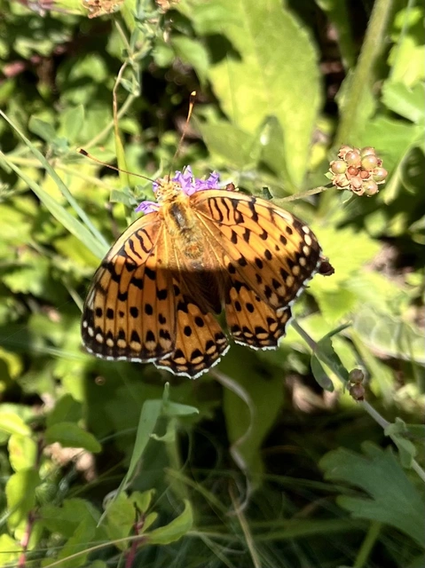 Argynnis aglaja - kerekfoltú gyöngyházlepke Argynnis aglaja - kerekfoltú gyöngyházlepke