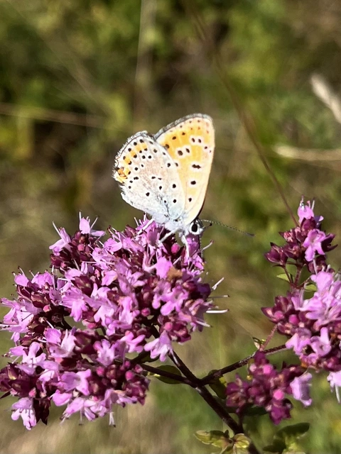 Lycaena thersamon - kis tűzlepke