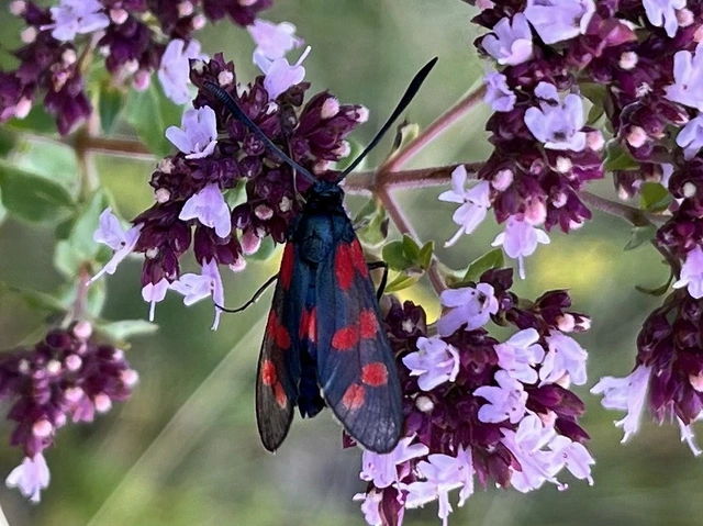 Zygaena filipendulae - acélszínű csüngőlepke