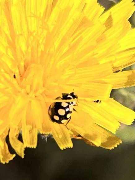 Coccinula quatuordecimpustulata - feketesárga katóka