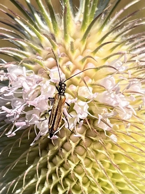 Oedemera femorata - sárgahátú álcincér