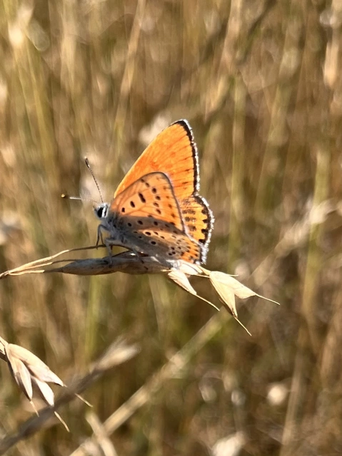 Lycaena thersamon - kis tűzlepke
