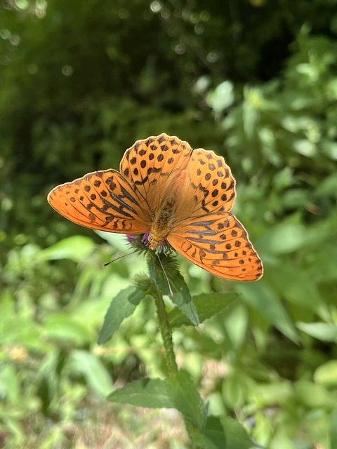 Argynnis paphia - nagy gyöngyházlepke