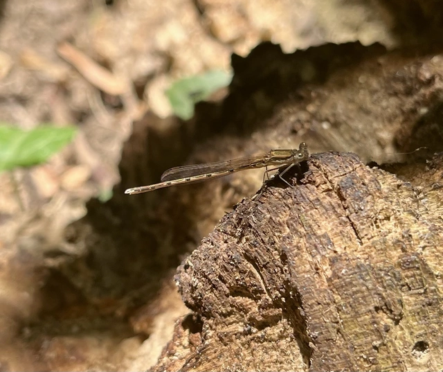 Sympecma fusca - téli rablószitakötő