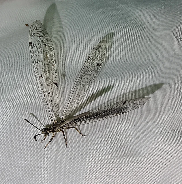 Distoleon tetragrammicus - négyfoltos hangyaleső