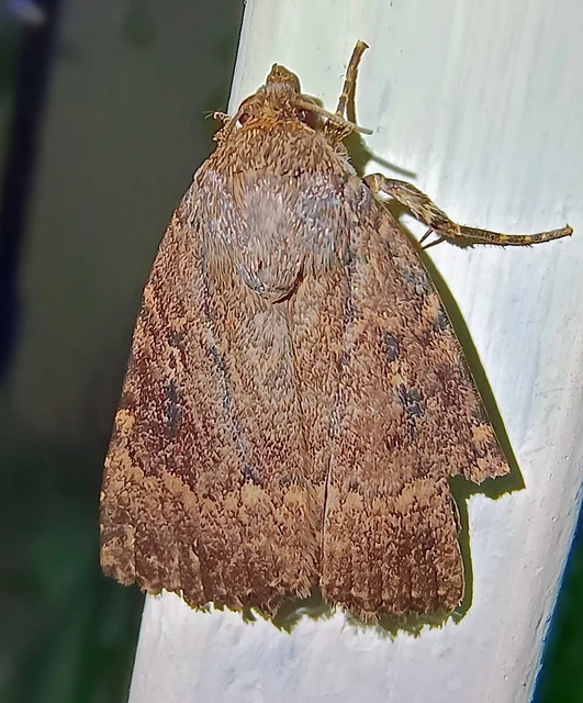 Amphipyra berbera/pyramidea
